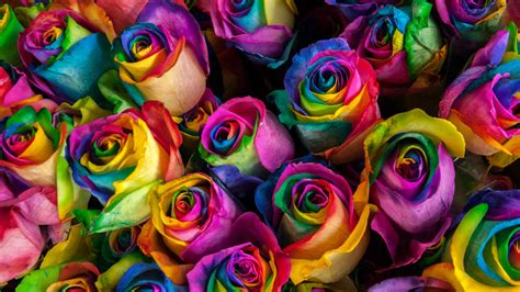 lesbian imagery|The Symbolism Behind Flowers In LGBTQ+ History .